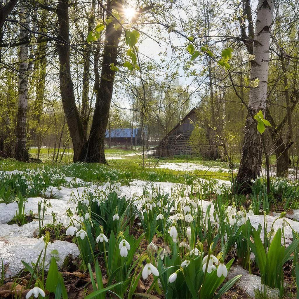 Олег Коваль: Природа России — это вечная песня, что начинается шёпотом таёжного ветра в кедровых вершинах, набирает силу в грохоте водопадов Саян и раскатистым эхом разливается по бескрайним степям, где колышется серебристый...