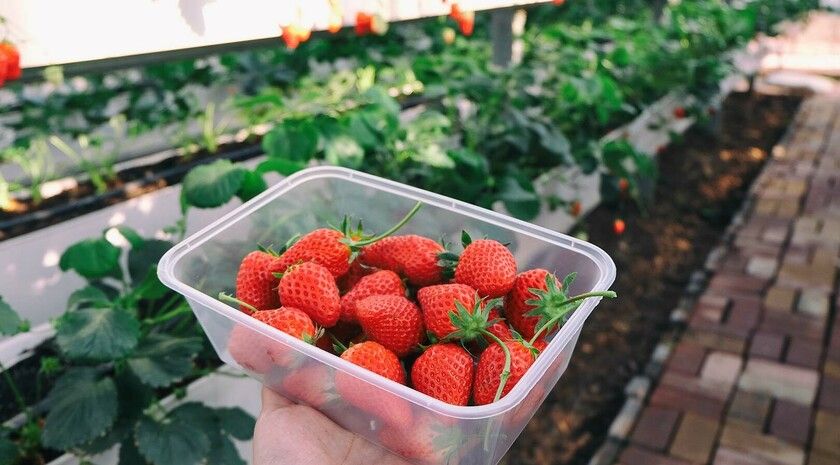 ���� ��������� � ������������ ������ ���������� �������� � ��������� ���������