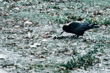 ��������� ������������ 22 ������� � ��� �� 5 �������� ������ ����� �� 4 �������� ����� ����, ����� ����, � ��������� ������� �����