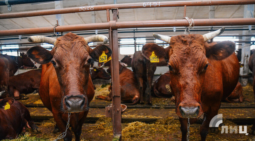Минсельхоз ЛНР отмечает рост показателей животноводства в Республике