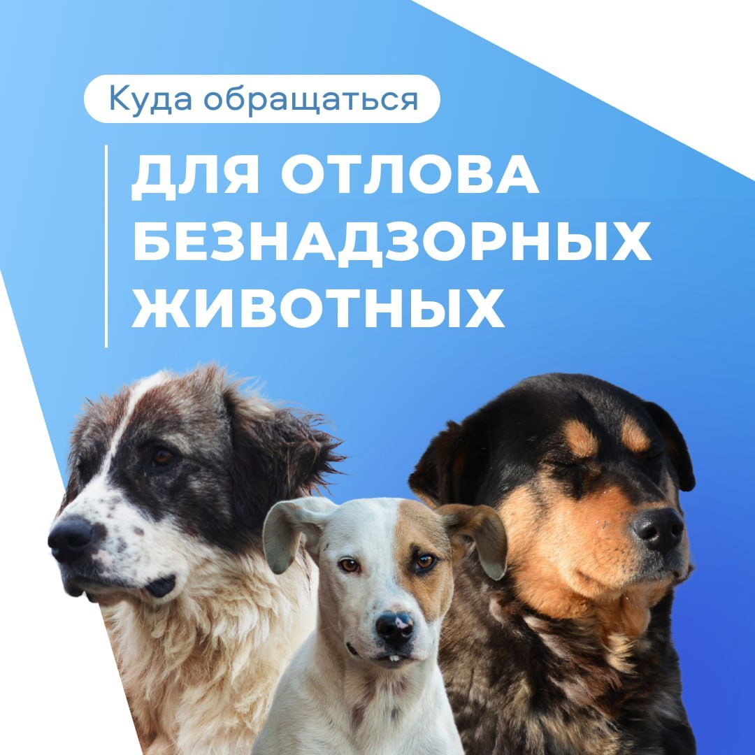 С 24 декабря в Краснодонском муниципальном округе в соответствии с мероприятиями по осуществлению деятельности с животными без владельцев начинает работу телефон горячей линии службы «05» МБУ «Центр комплексного обслуживания...