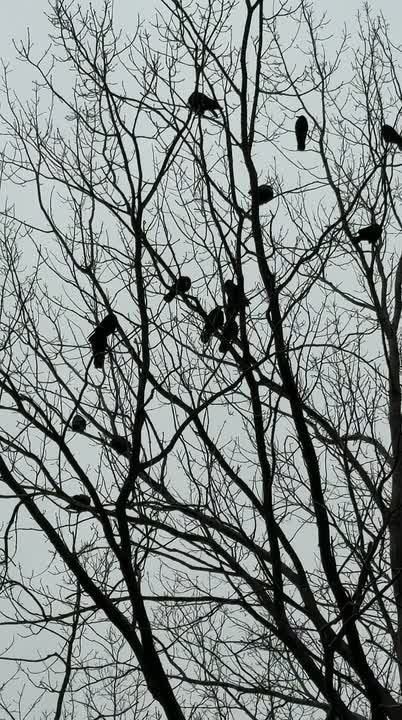 Синоптики прогнозируют 31 декабря в ЛНР от 15 градусов мороза ночью до минус 1 градуса днем, местами ожидаются снег, метель, гололедица, снежный накат