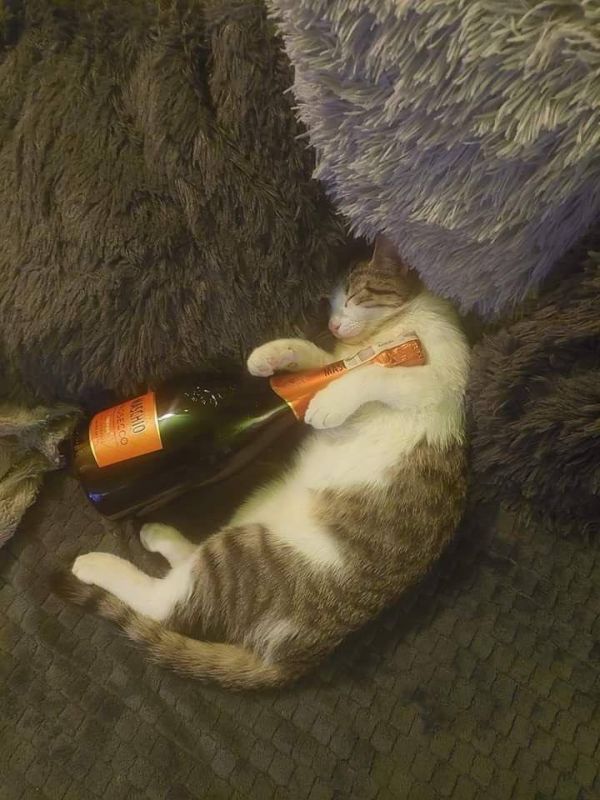 ������� ���������� ���� �����������