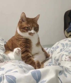 ������� ���������� ������������� ������������ ����