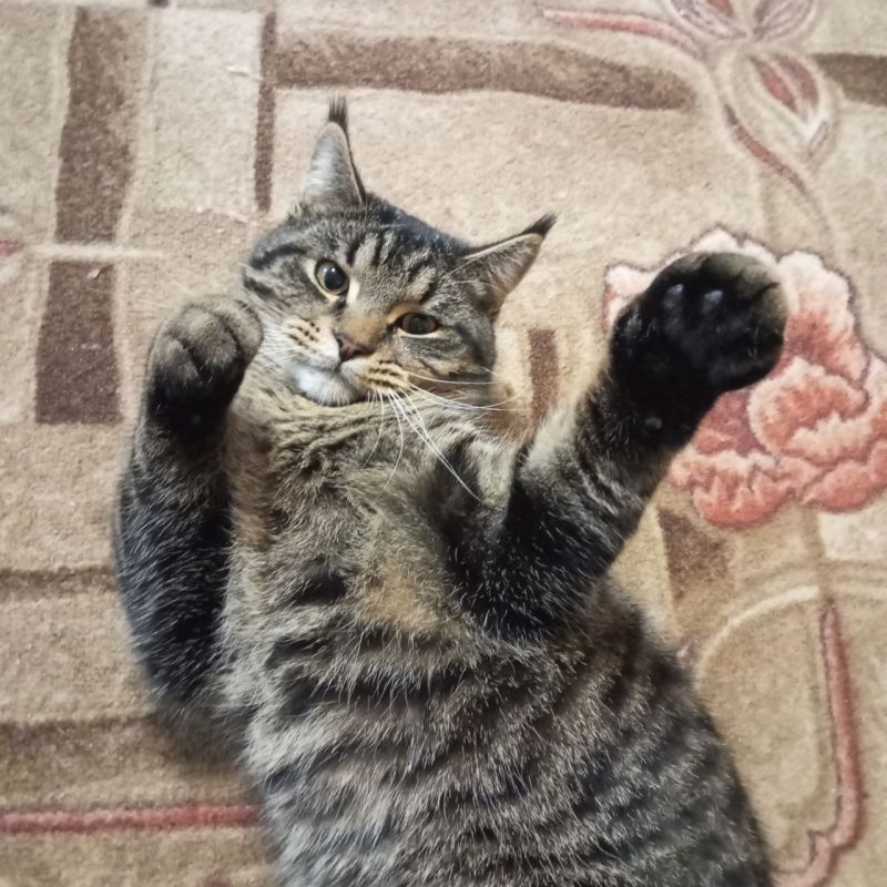 11 ������ �� ���������� ��������� �������� ���������� ����� �������