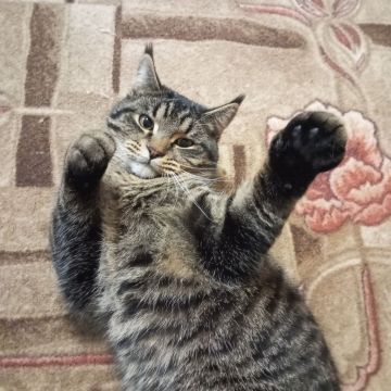 11 ������ �� ���������� ��������� �������� ���������� ����� �������