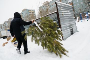 Куда складывать сосны и елки после новогодних праздников?
