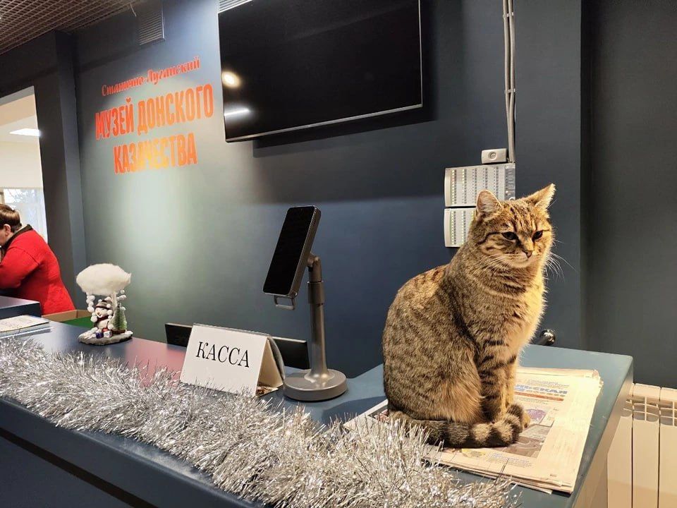Любит «Комсомолку» и детские мероприятия: Кошка взяла шефство над музеем в ЛНР
