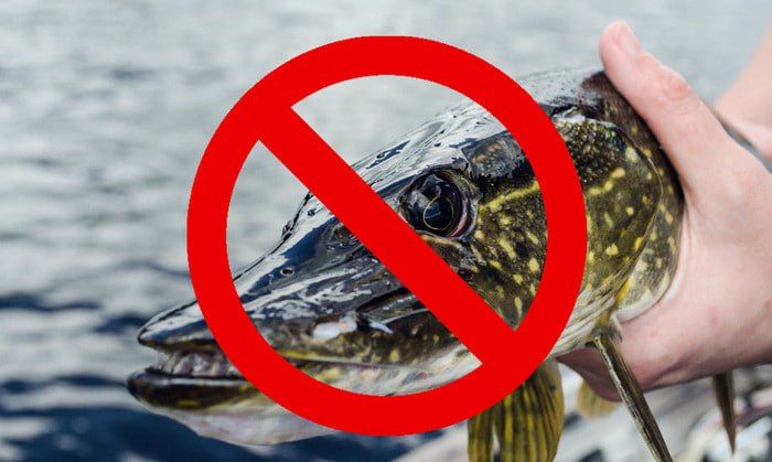 В ЛНР с 15 января вступает в силу запрет на добычу щуки в водных объектах региона