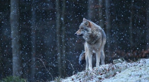 ���������� ������. � ������ ������� ��������� ��� ������� � ������