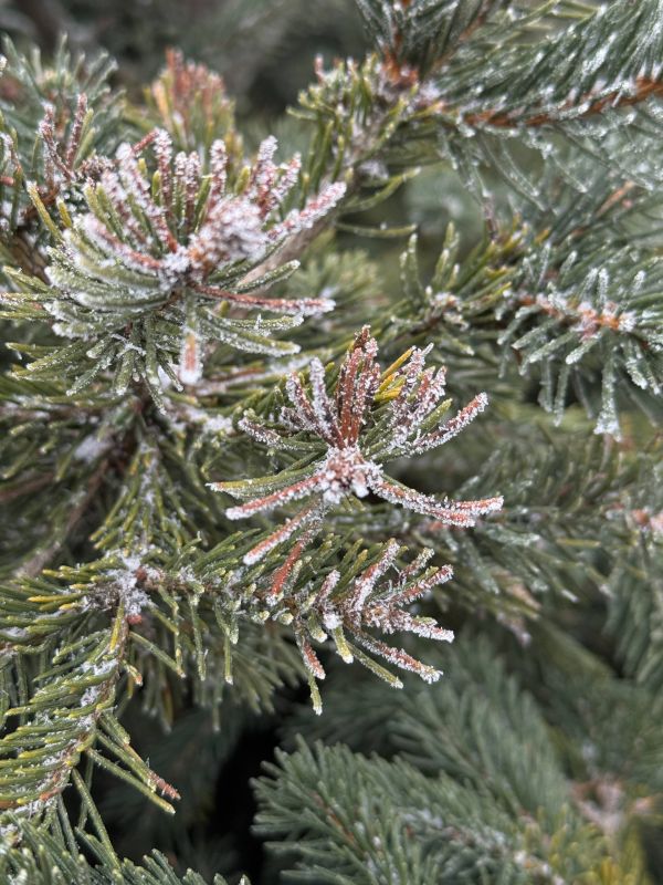 � ������ �����, ������ ����������� �������������� ������ !