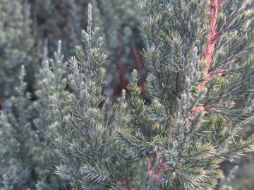 � ������ �����, ������ ����������� �������������� ������ !