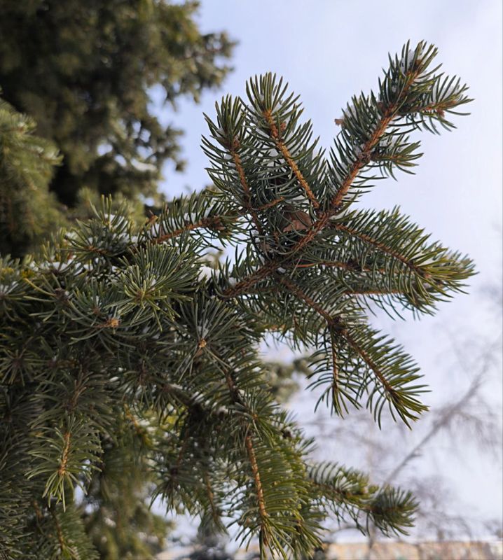С добрым утром, Кировск!. Пусть оно принесет радость, откроет новый день, а все что случится сегодня, будет только хорошим и приятным! @agklnr #Кировск