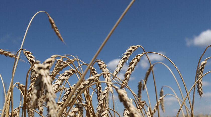 Правительство дополнительно направит 26,5 млрд руб. на льготные кредиты аграриям