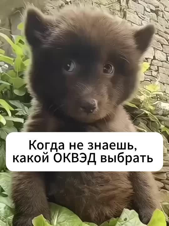 Если дело касается подбора правильных кодов ОКВЭД, то этот вопрос можно решить буквально в пару кликов благодаря новому сервису