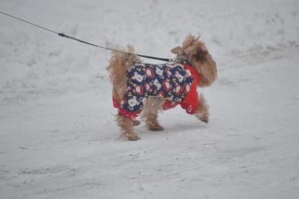 В ЛНР 23 января ожидаются снегопады, метель и усиление ветра