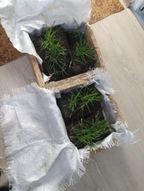 ����� ��������� �� 37 ��. ��� ���� ��������� ������ � ���