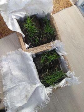 ����� ��������� �� 37 ��. ��� ���� ��������� ������ � ���