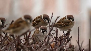 ��������� �������� ���������� �������������� � ������������� �������� ��������