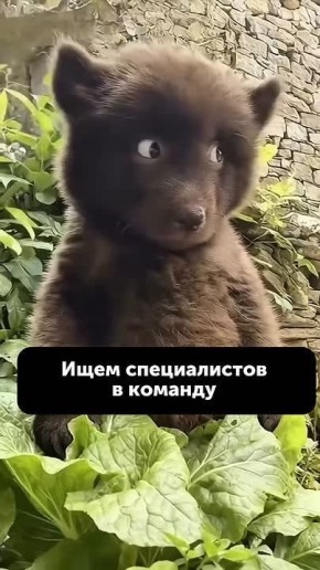 �������� �������� ������ ���� ������ ���