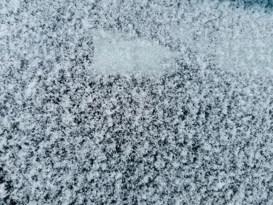 Им нужен холод. Что нужно знать о стратификации семян в ЛНР