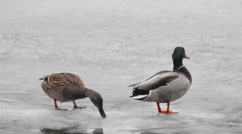 ��������� ����� ������ ����� ��������� � ��� ����� 1,6 ���. ����, ���������� ��������