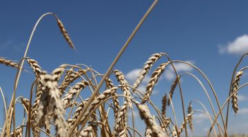 ����������� ��������� �������� �������� � ���������� �������� �� 25% � ���� ����