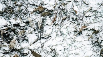 ��������� ������������ 12 ������� � ��� �� 3 �������� �����, ����� � ����������