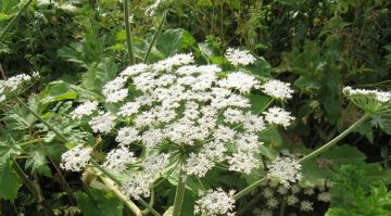 ��������, �����������, ����� ����. ������ ������� ��� �������� � 2026 ����