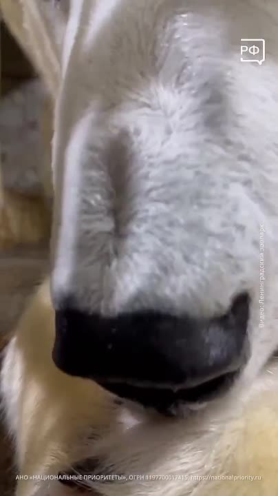 Напоминание от белой медведицы: пора достать из холодильника яблоко, банан или мандарин! Жительница Ленинградского зоопарка Хаарчаана придерживается здорового питания и вам советует