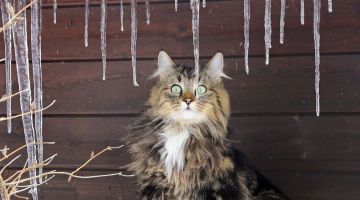 ������ ����! �����������, 16 �������