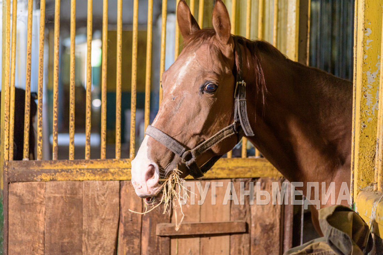 2026 год по восточному календарю пройдёт под знаком Красной Огненной Лошади