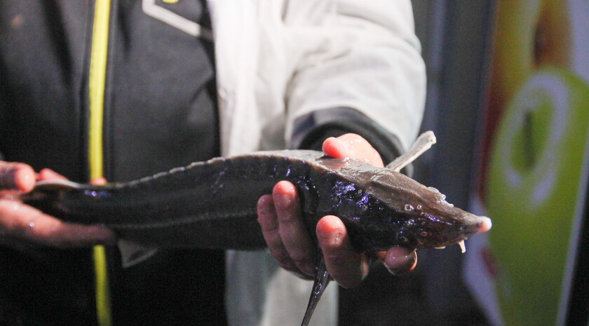 Порядка 400 тыс. молодых особей белуги выпустят в Азовское море в 2026 году