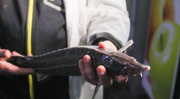 Порядка 400 тыс. молодых особей белуги выпустят в Азовское море в 2026 году