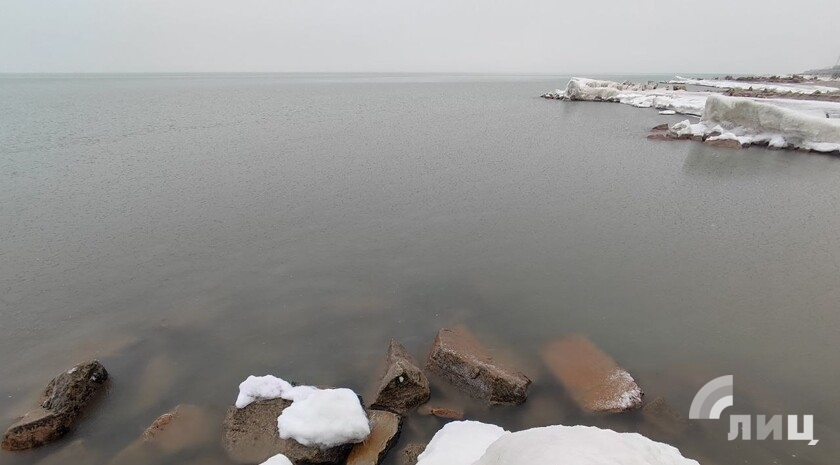День защиты морских млекопитающих: кого надо беречь в Азовском море