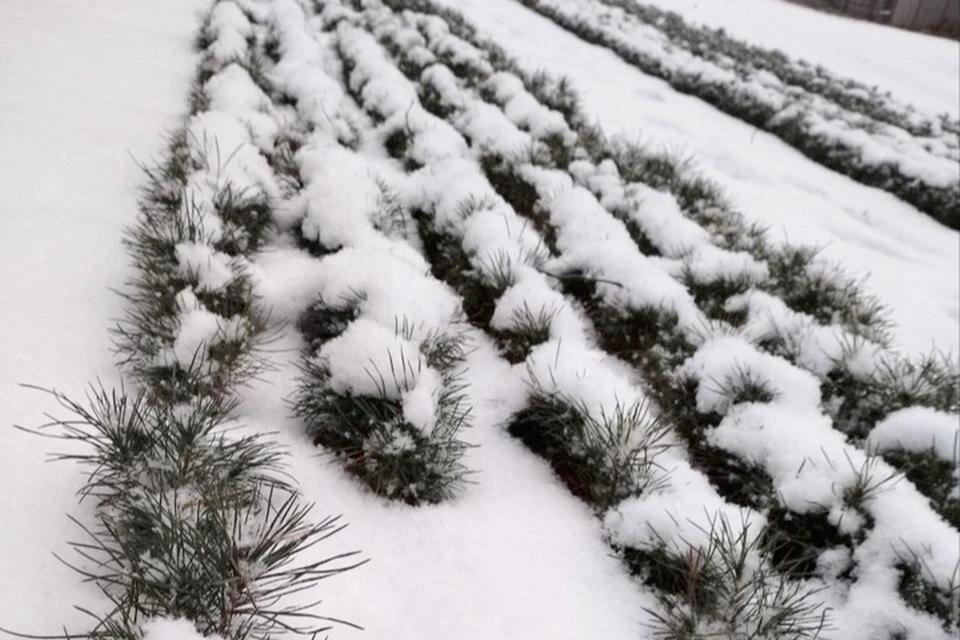 В ЛНР высадят 7 гектаров нового леса