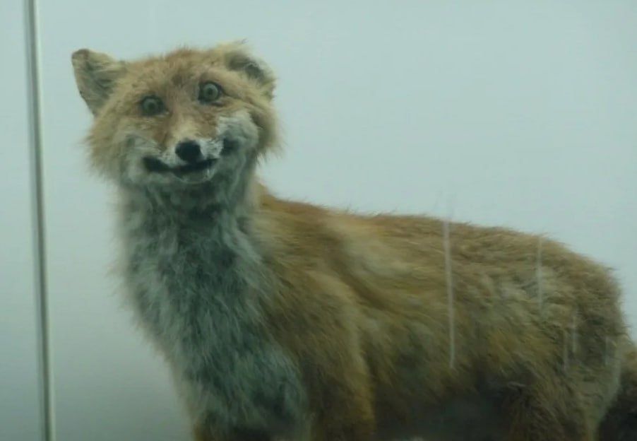 ������ ���� ������� �� ����