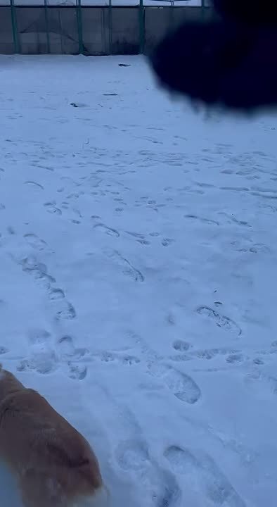 22 февраля - Всемирный день прогулки с собакой