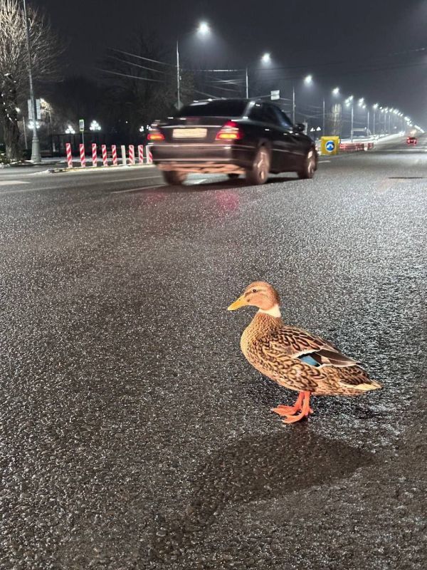 Крылатые жители Луганска. Вот такая милая уточка переходила вчера дорогу, когда её заметили и сфоткали наши подписчики! – если тоже думаете, что она милашка!