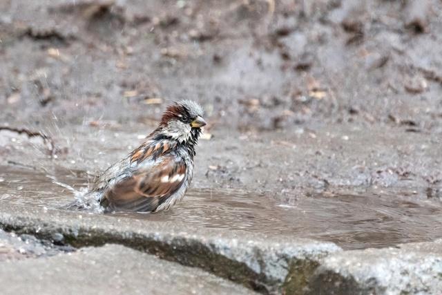 В Луганской Народной Республике участники Всероссийской переписи воробьев насчитали более 2,8 тысячи птиц