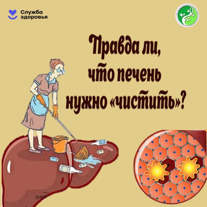 Правда ли, что печень нужно «чистить»? Нет, не нужно