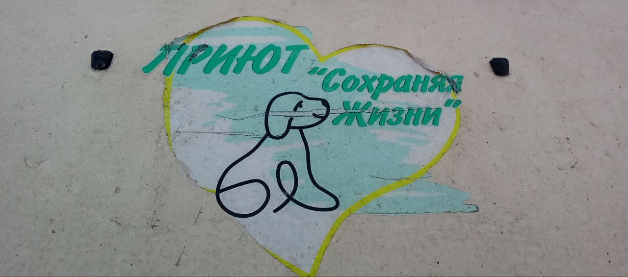 В Лисичанске продолжаются мероприятия по отлову животных без владельцев