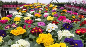 ������� ������ � �������� ����������� ������� ������� � �������� � 5 �� 8 �����