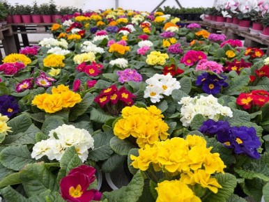 В Луганске пройдет первая ярмарка весенних цветов