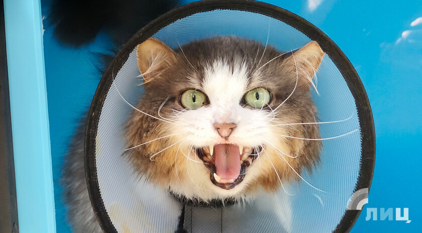 Первую ветеринарную аптеку откроют в Херсонской области