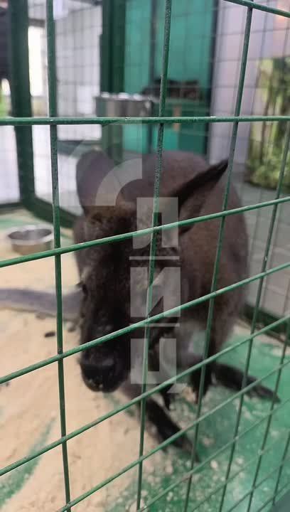 «Джунгли Парк» впервые в Луганске: более 30 экзотических животных в одном месте