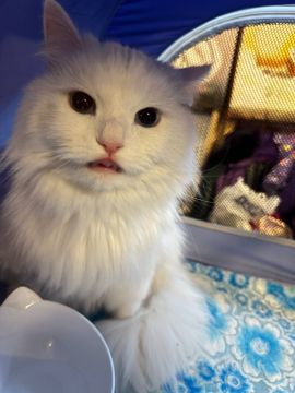 4 ����� �� ���������� ��������� �������� ���������� ����� ������� � ������������