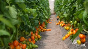 Станичные фермеры начинают сев томатов и помидоров черри