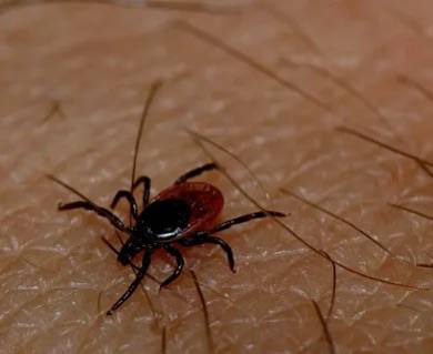 По России уже начали жаловаться на укусы клещей