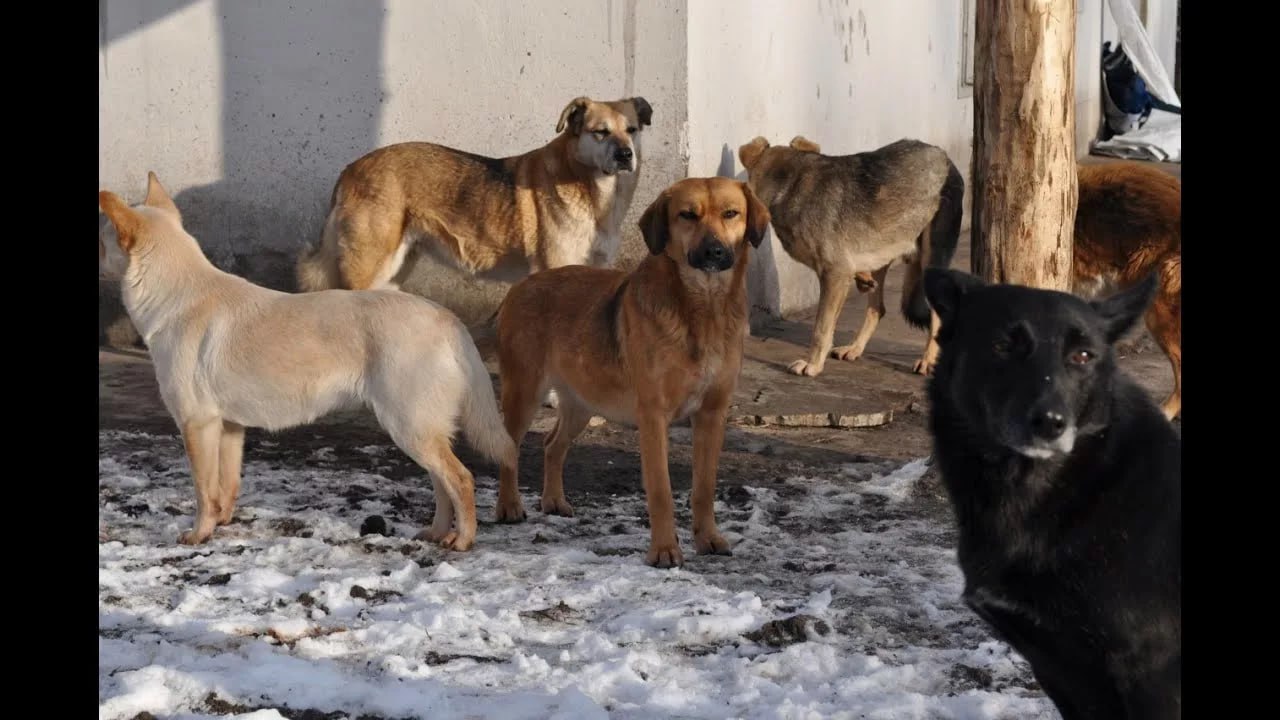 В Лисичанске продолжаются мероприятия по обращению с животными без владельцев